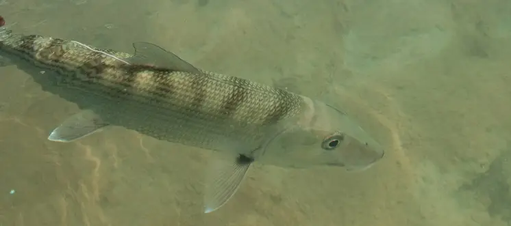 Yucatan Fly Fishing Pictures