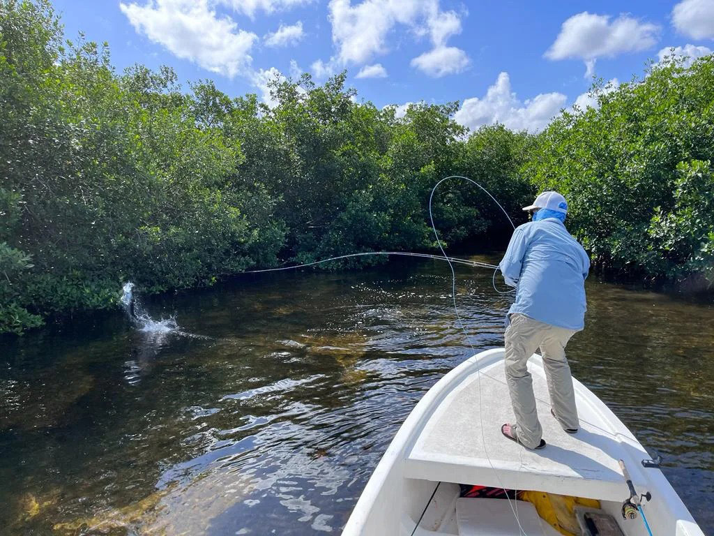 Baby Tarpon Jumping