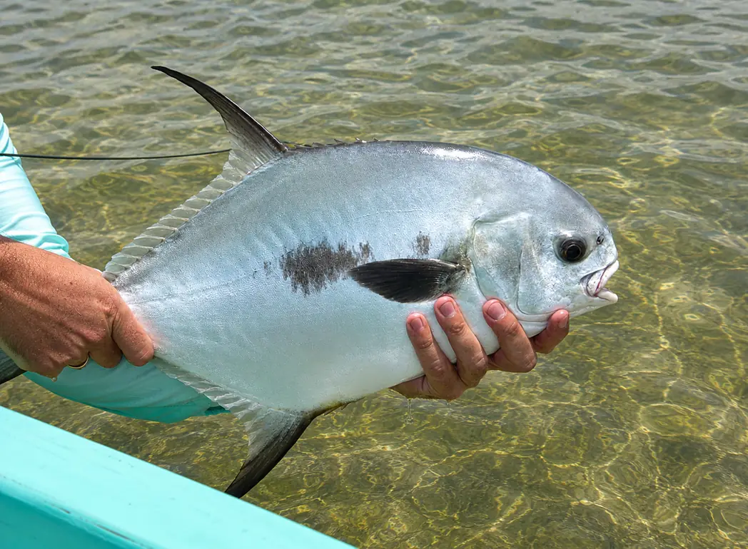 Permit caught while fly fishing Ascension Bay